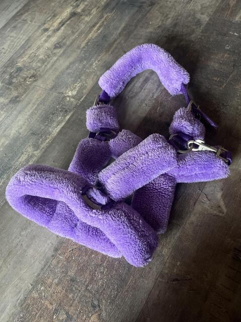 Licol mouton violet