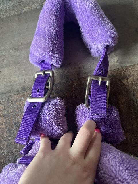 Licol mouton violet