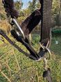 licol fougenza strass noir