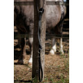 Collier de chasse