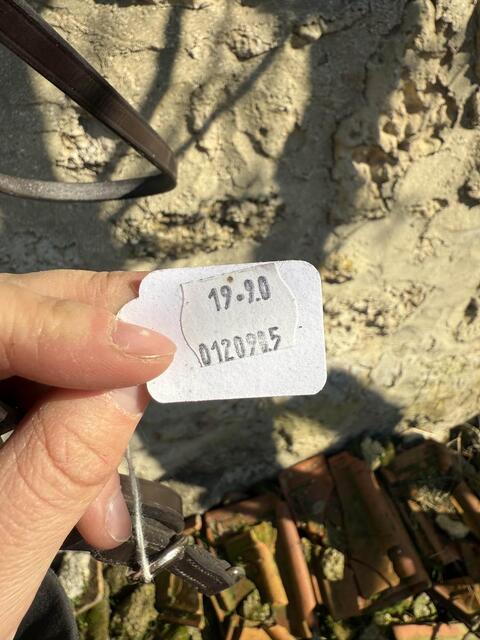 rênes de gogue marron neuve