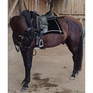 Selle de dressage Otto Schumacher