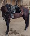 Selle de dressage Otto Schumacher