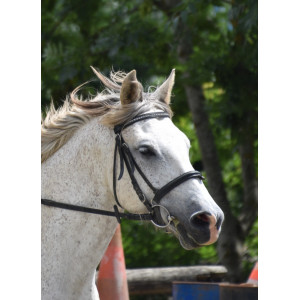 Filet noir taille cheval