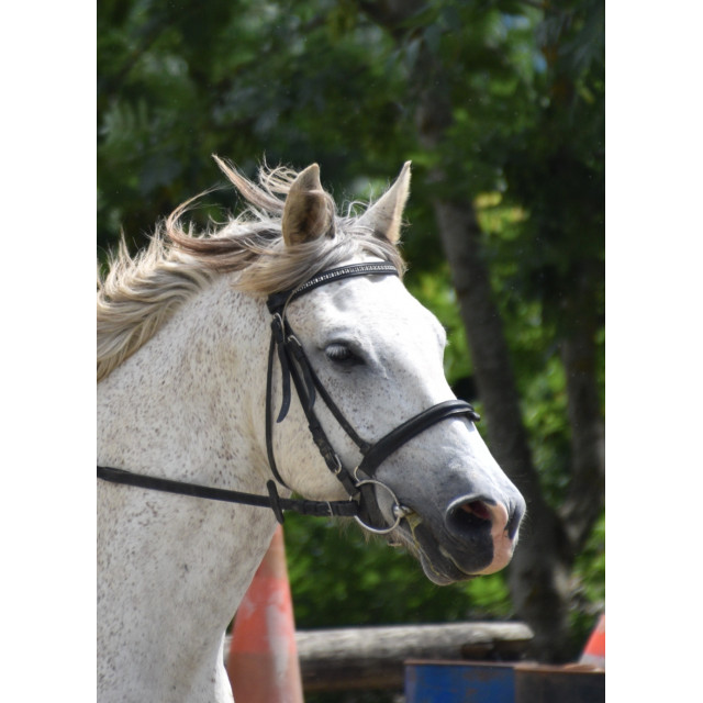 Filet noir taille cheval