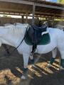 Bande de Polo Kentucky