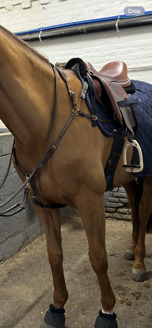 bavette + martingale 125cm