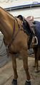 bavette + martingale 125cm