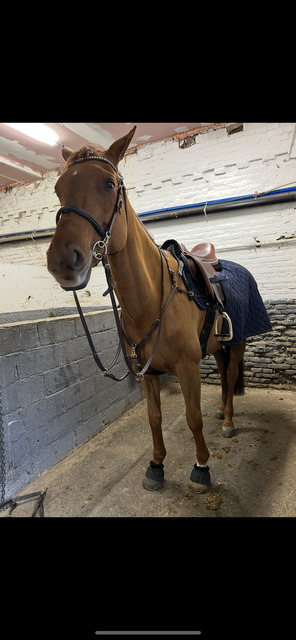 bavette + martingale 125cm