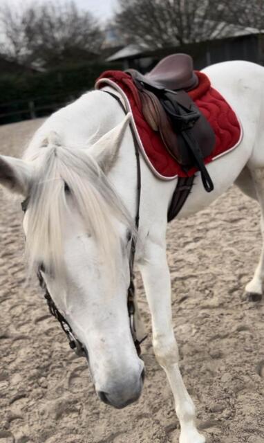 tapis equitheme rouge