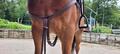 Bricolle-Martingale NORTON