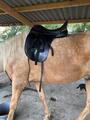 selle dressage kent & Master