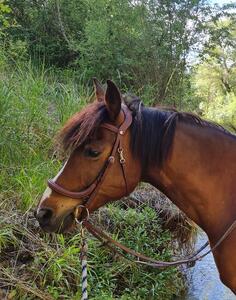 Bridon anatomique forestier