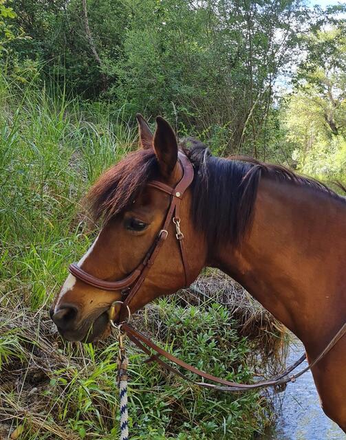 Bridon anatomique forestier
