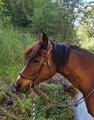 Bridon anatomique forestier