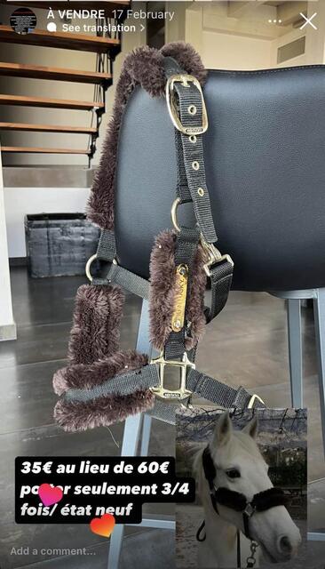 licol mouton Kentucky