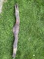 SANGLE JUMPING 120 CWD