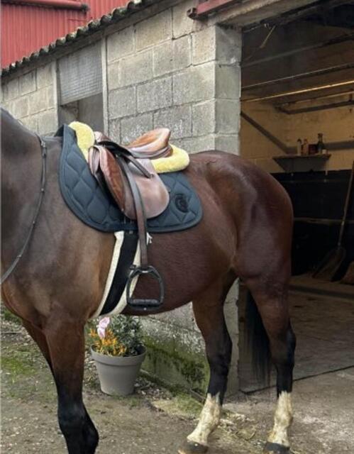 selle antares