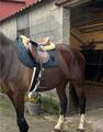 selle antares
