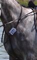 Martingale CWD