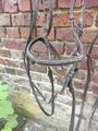 Bridon cheval