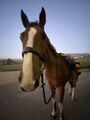 couvre rein horseware