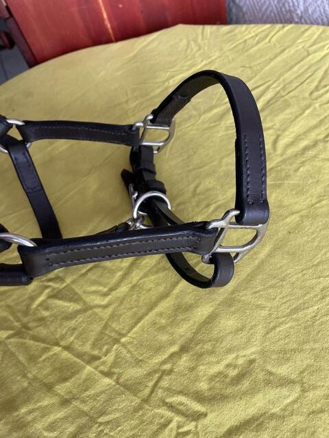Licol cuir foal/poulain