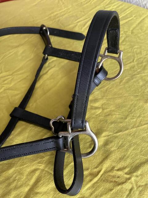 Licol cuir