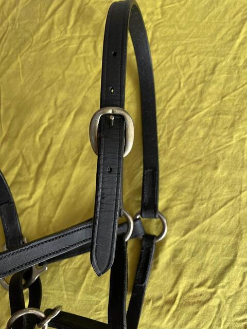 Licol cuir