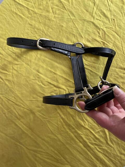 Licol cuir