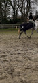 couvre reins HKM