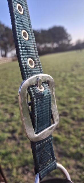 Licol Cuir / Nylon