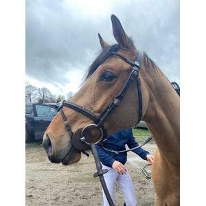 Bridon Jump’in - Wednesday