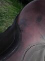 selle stubben edelweiss