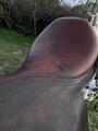 selle stubben edelweiss