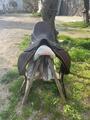 selle de dressage Childeric