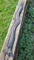 Sangle prolite