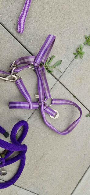 assortiment taille poney violet