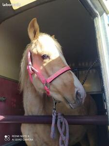 Licol poney/poulain