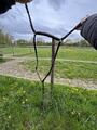 collier de chasse avec raccord ( martingale)
