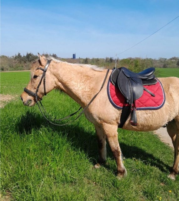 Sangle neoprene stubben 125cm