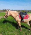 Sangle neoprene stubben 125cm