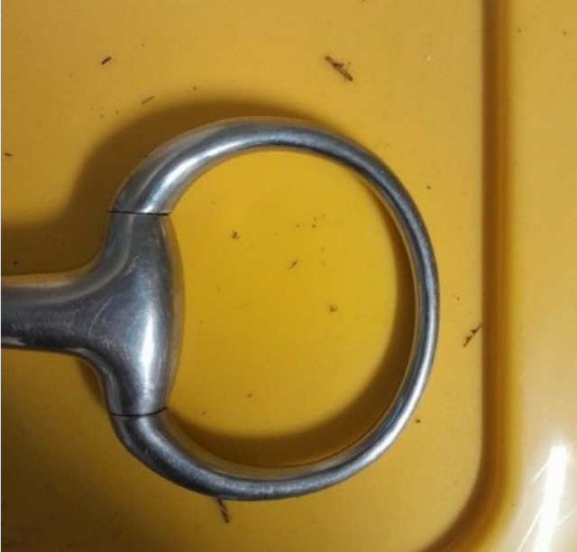 Mors à olives 125