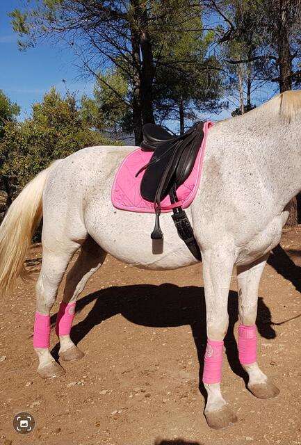 Ensemble dressage HV Polo rose tapis-bonnet-bandes