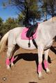 Ensemble dressage HV Polo rose tapis-bonnet-bandes