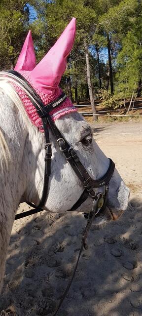 Ensemble dressage HV Polo rose tapis-bonnet-bandes