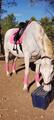 Ensemble dressage HV Polo rose tapis-bonnet-bandes