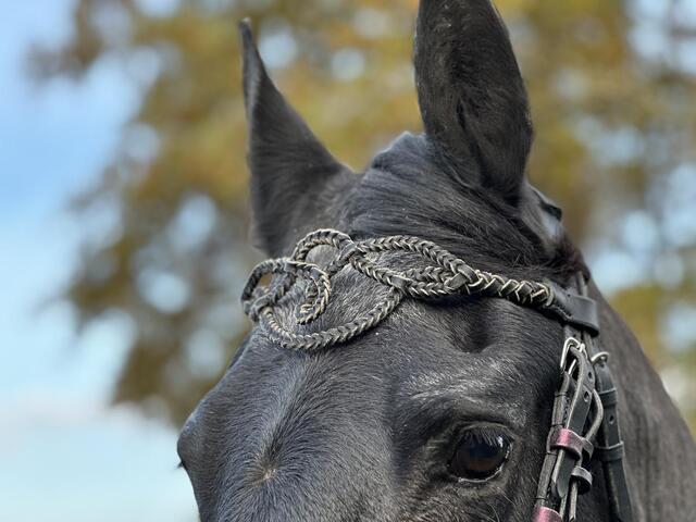 Frontal cheval