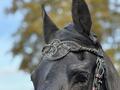 Frontal cheval