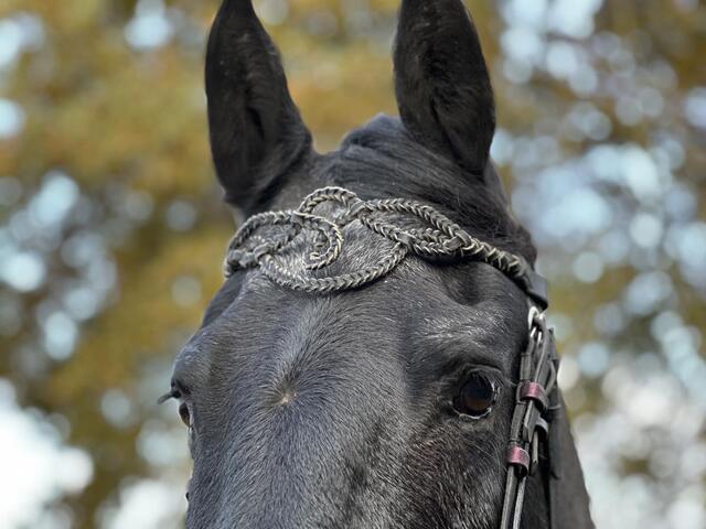 Frontal cheval